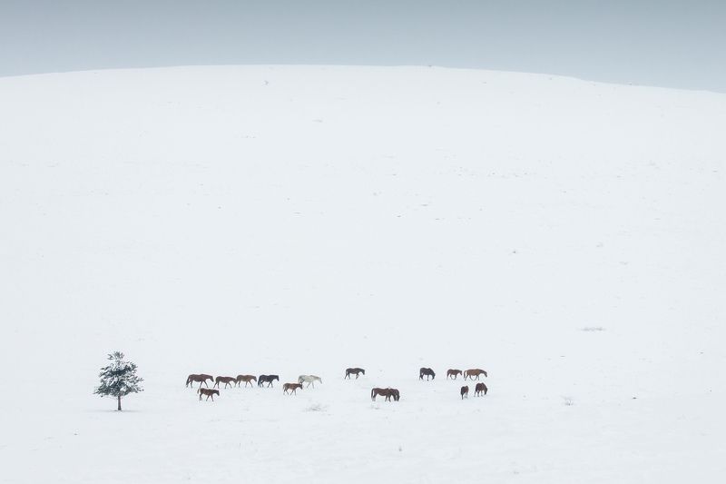 зима, лошади, снег Зимний караван фото превью