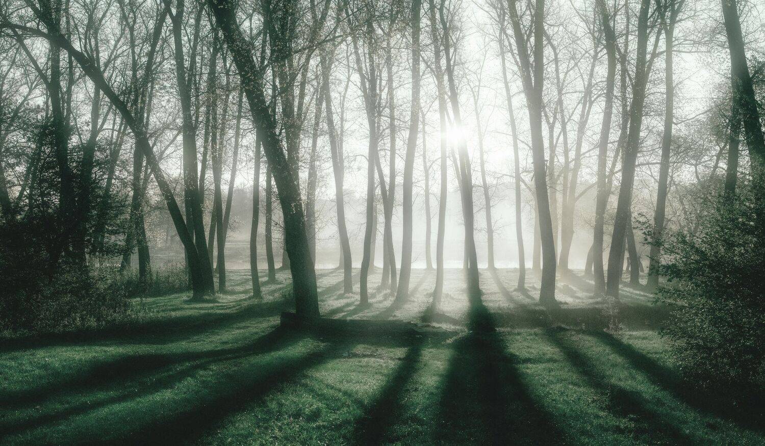 река тетерев, весна, май, туман, тишина, встреча, гармония, безмолвие, мудрость, радость, любовь, целостность, единство, осознанность, свет, коростышев, украина,, Александр Чорный