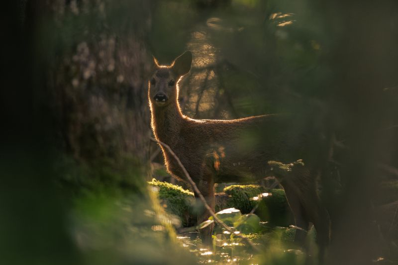 Kazlens фото превью