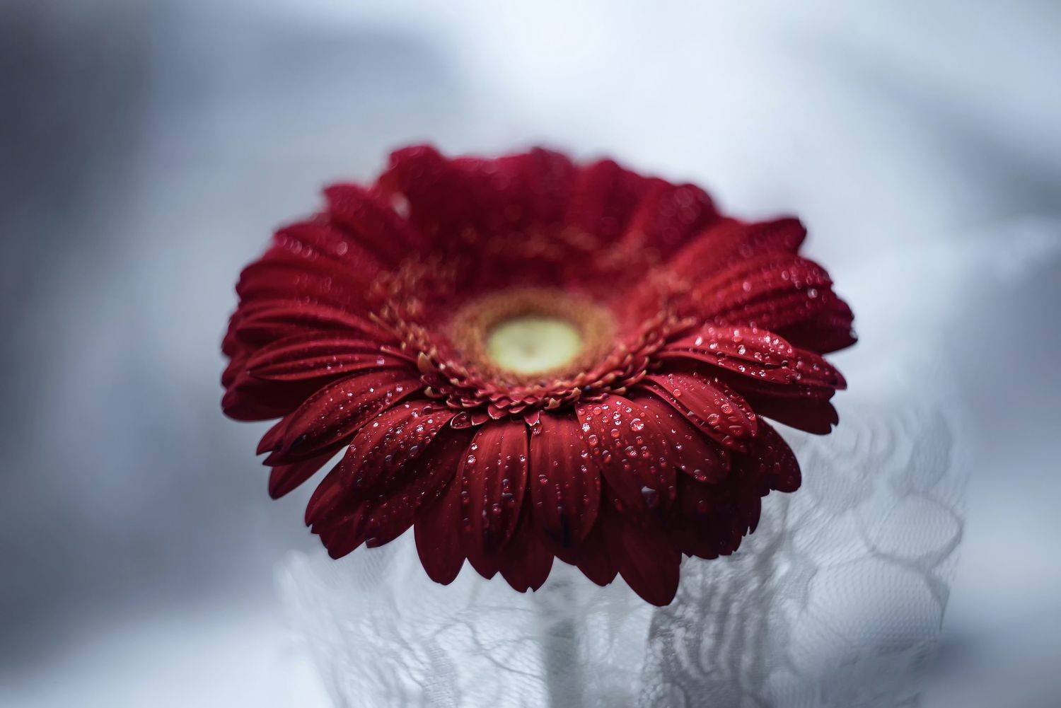 цветок, красный, гербера, Сальников Евгений