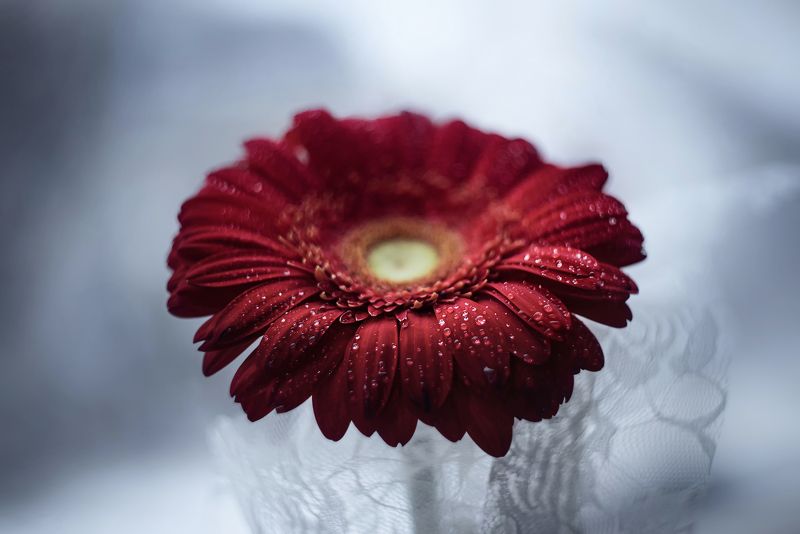 Красная гербера фото превью