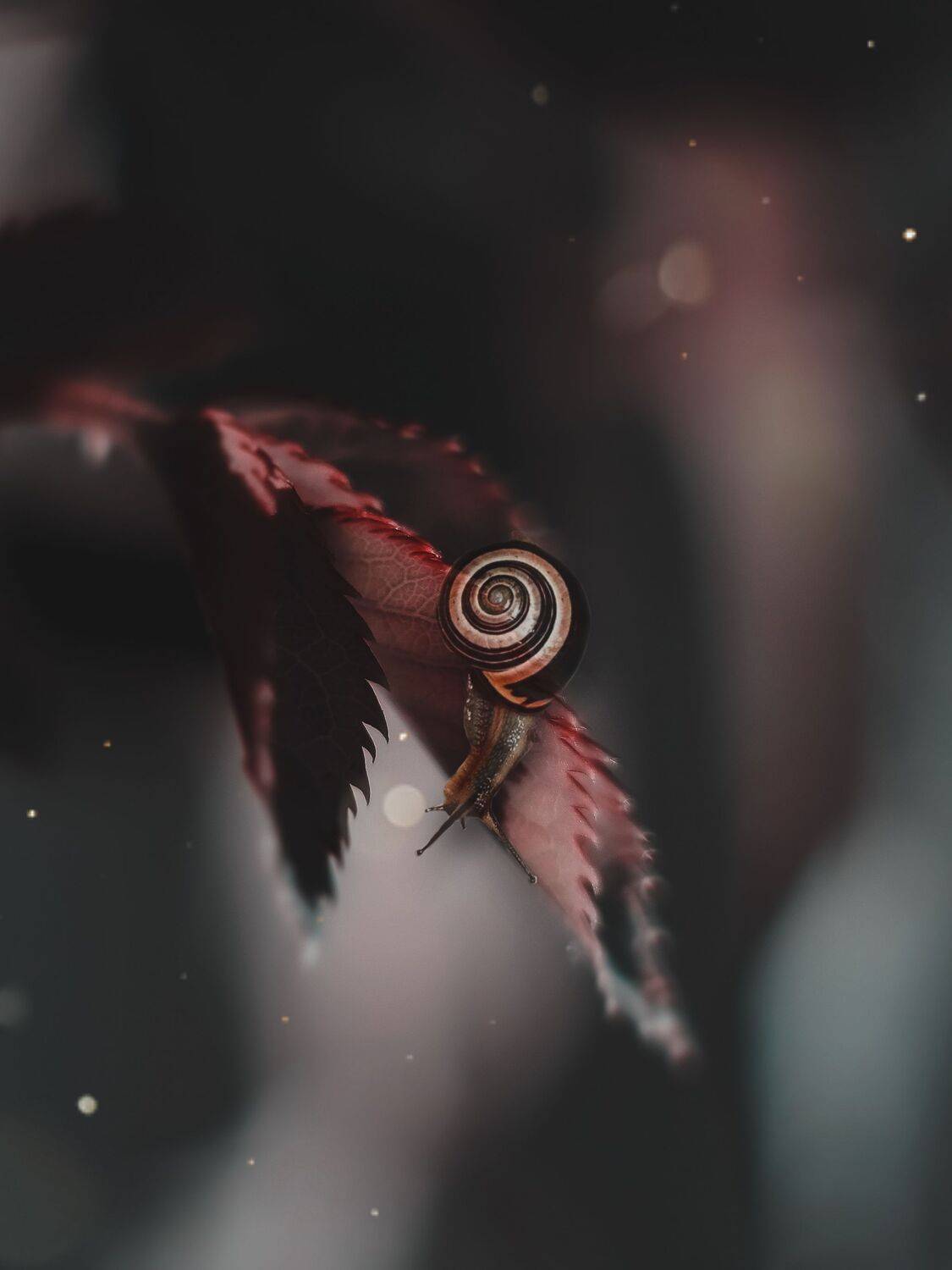 макро,улитка,природа, Olga Smirnova