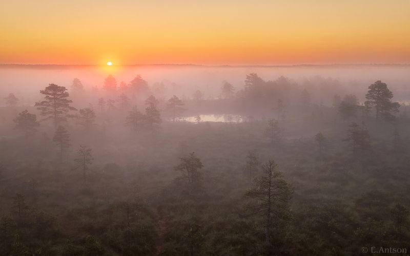пейзаж, природа, эстония Рассвет на болоте фото превью