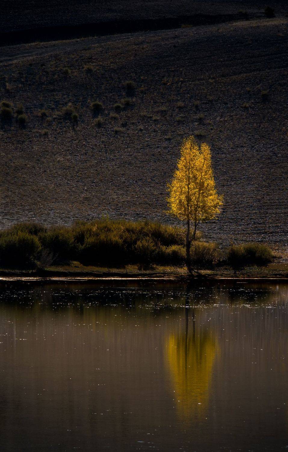 одиночество, дерево, отражение, осень, что такое осень?, нд, алтай, вода, озеро, lake, зеркало, mirror, loneliness, tree, reflection, autumn, золотой алтай нд, золотой алтай, Демкина Надежда