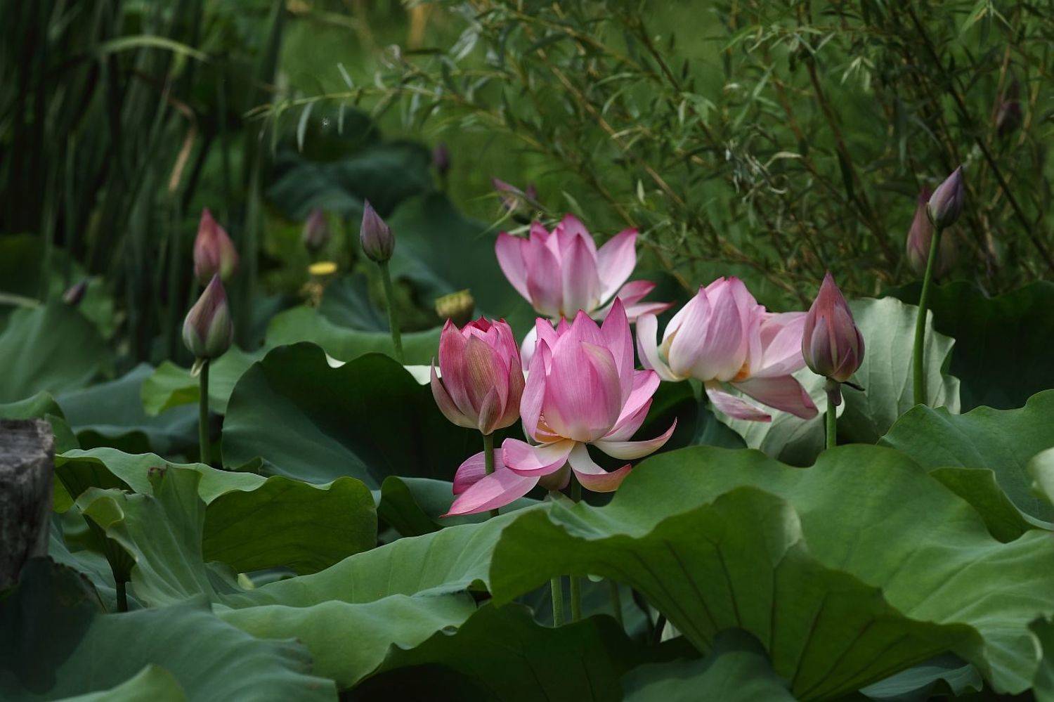 , Сергей Фудиненко