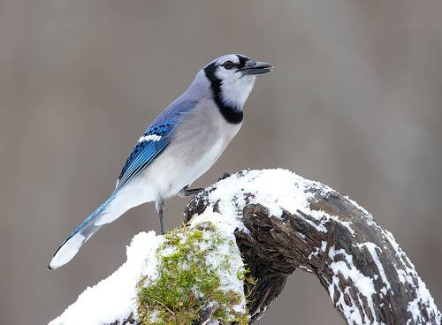 Blue Jay - Голубая сойка