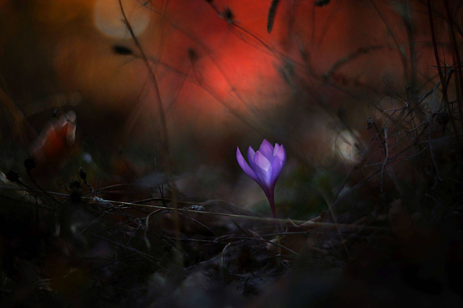 red,flowers,wild,nature,light,bokeh,zenit,helios,nikon,green,purple, Борислав Алексиев