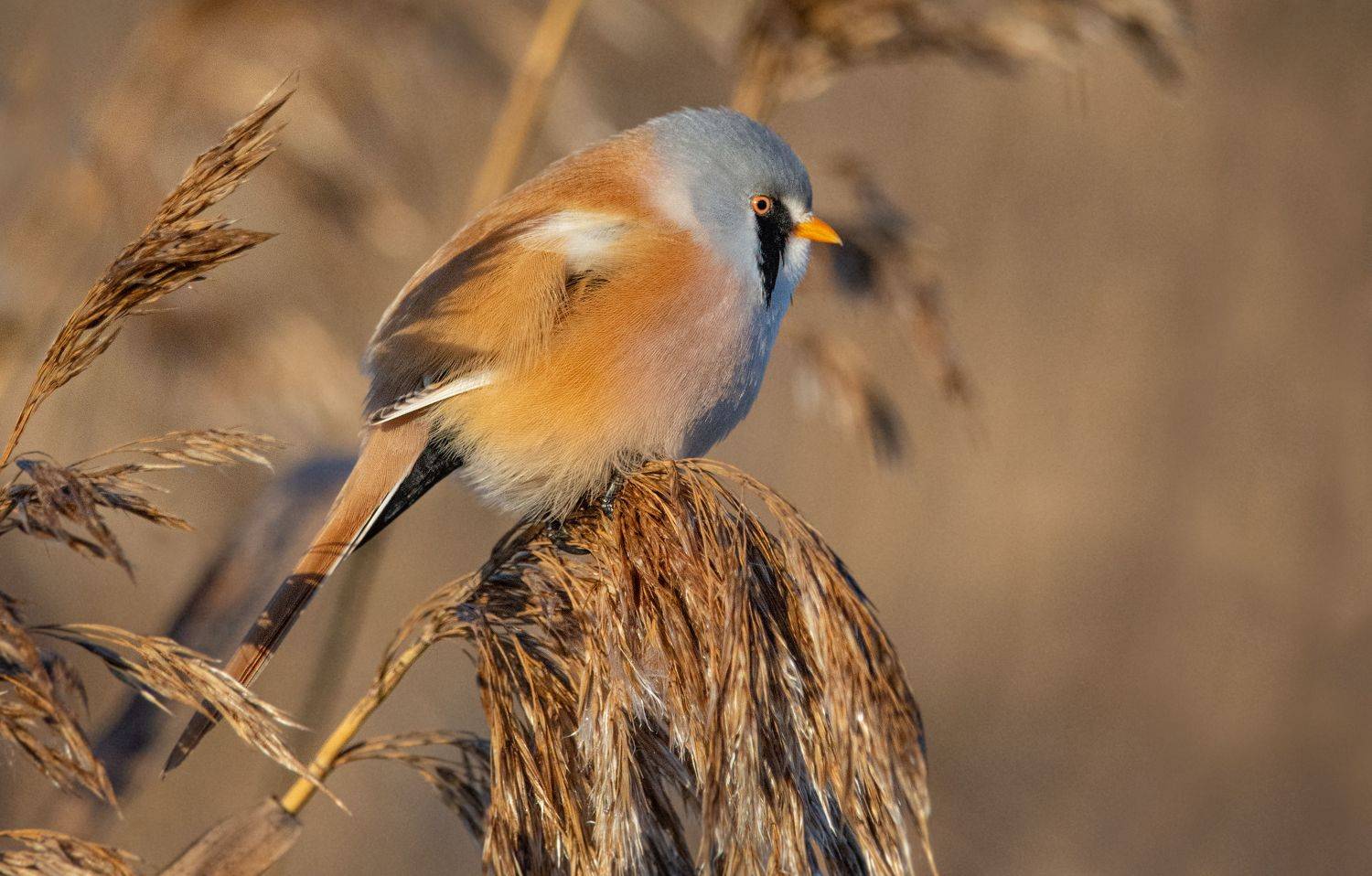 усатая синица,panurus biarmicus, самец., Татьяна Ливеровская