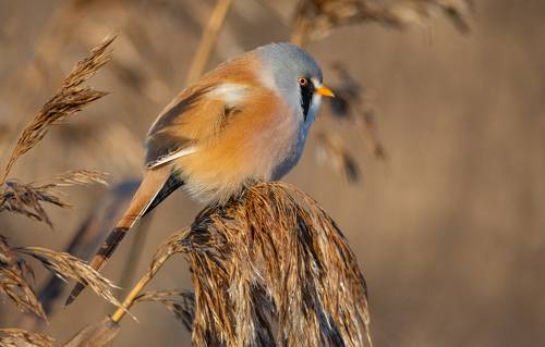 Усатая синица (Panurus biarmicus), самец. 14 ноября 2021г. Ленинградская область (Ломоносовский район). Тростниковые заросли на берегу Финского залива.