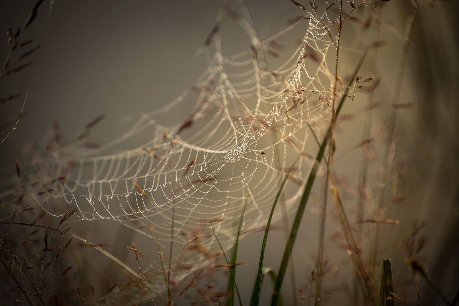 , Mariyana Atanasova - Lucero