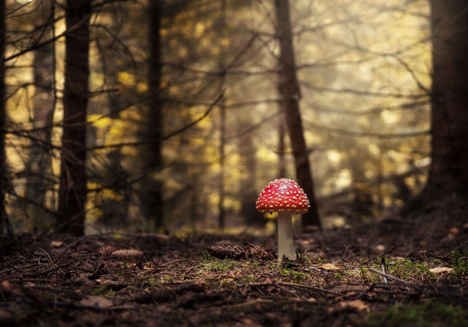 , Максим Мозжухин