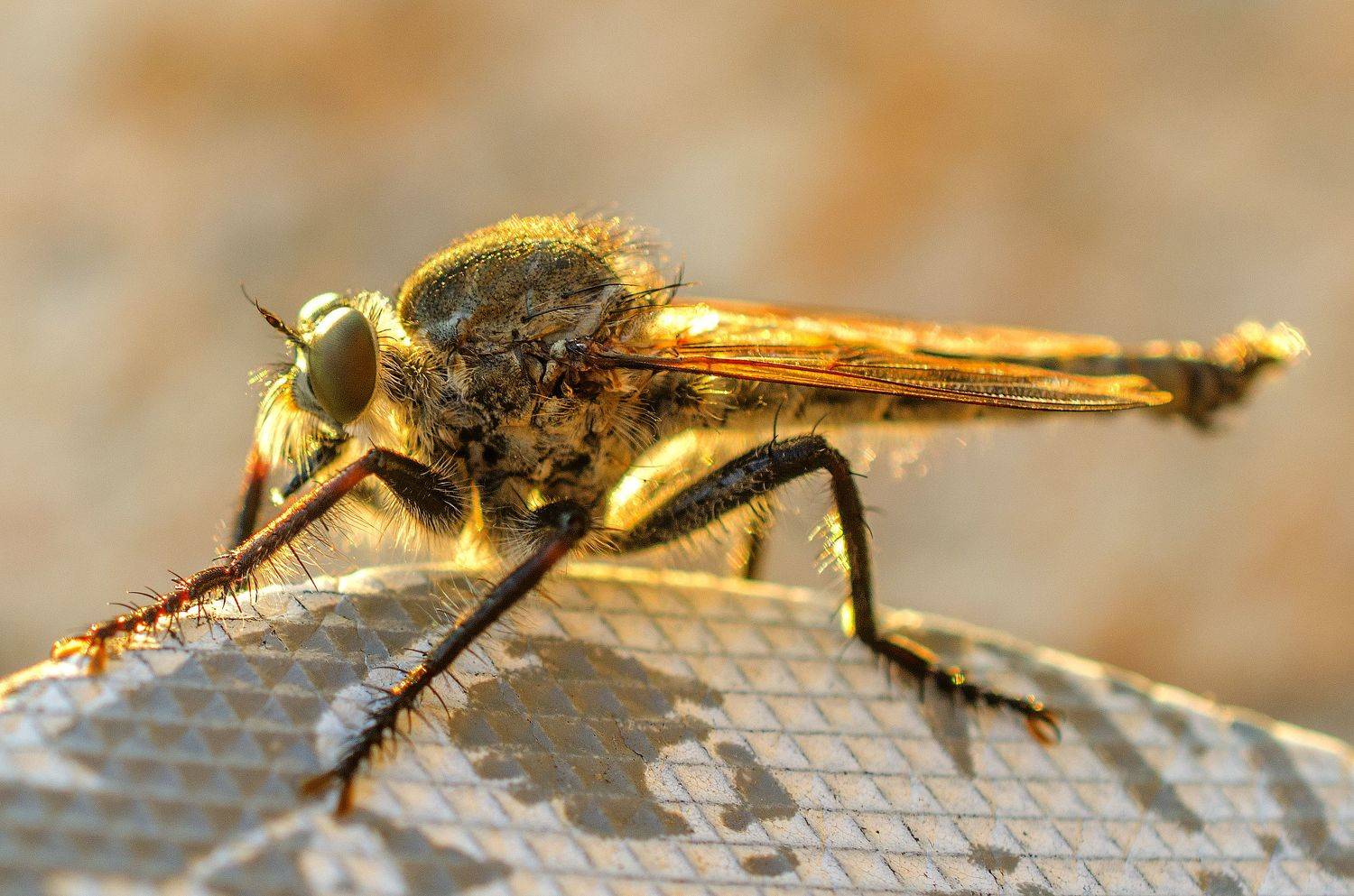 макро, насекомое, природа, муха, крылья, Евгений Каримов