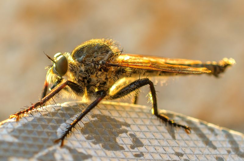 макро, насекомое, природа, муха, крылья Чудо-юдо 2 фото превью