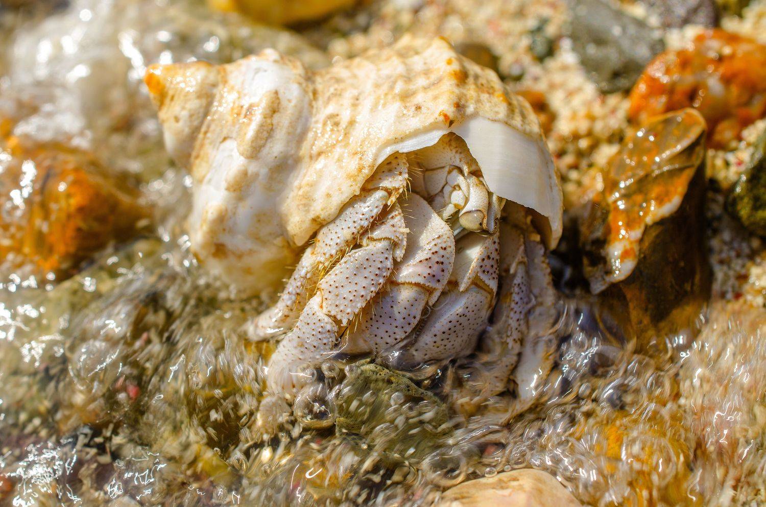рак-отшельник, раковина, море, моллюск, макро, клешни, панцирь, Евгений Каримов