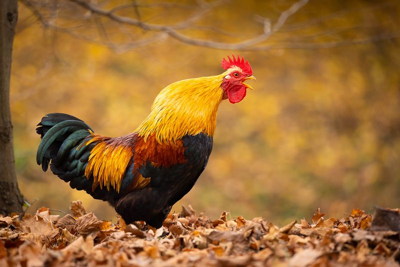 Cock фото превью