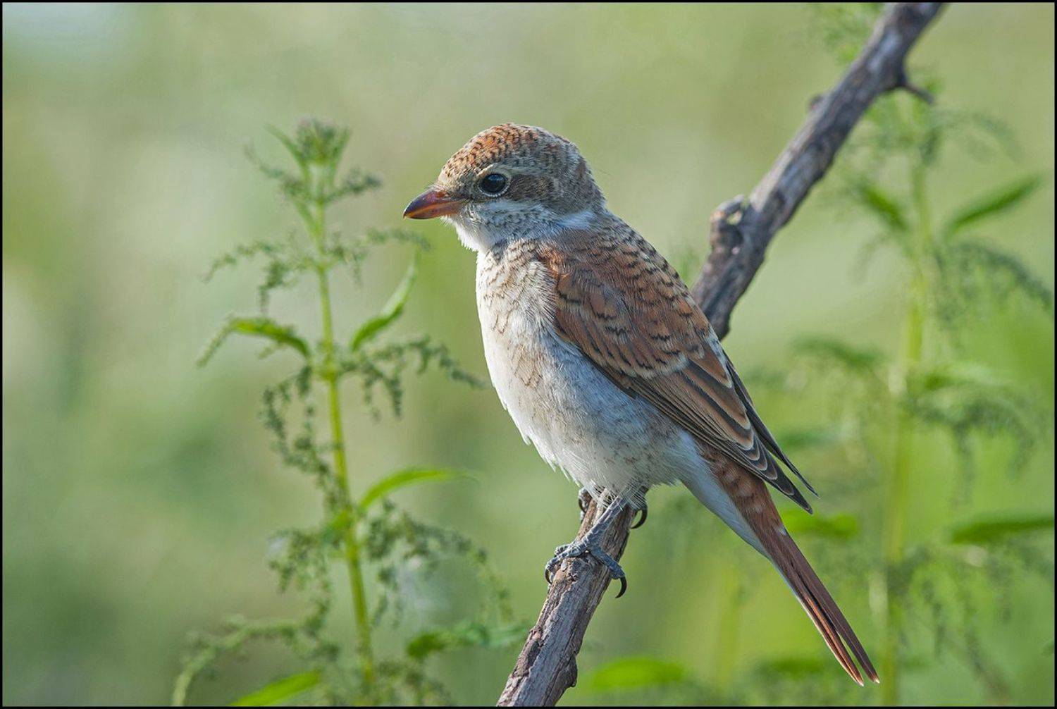 жулан,сорокопут,крапива, Иван