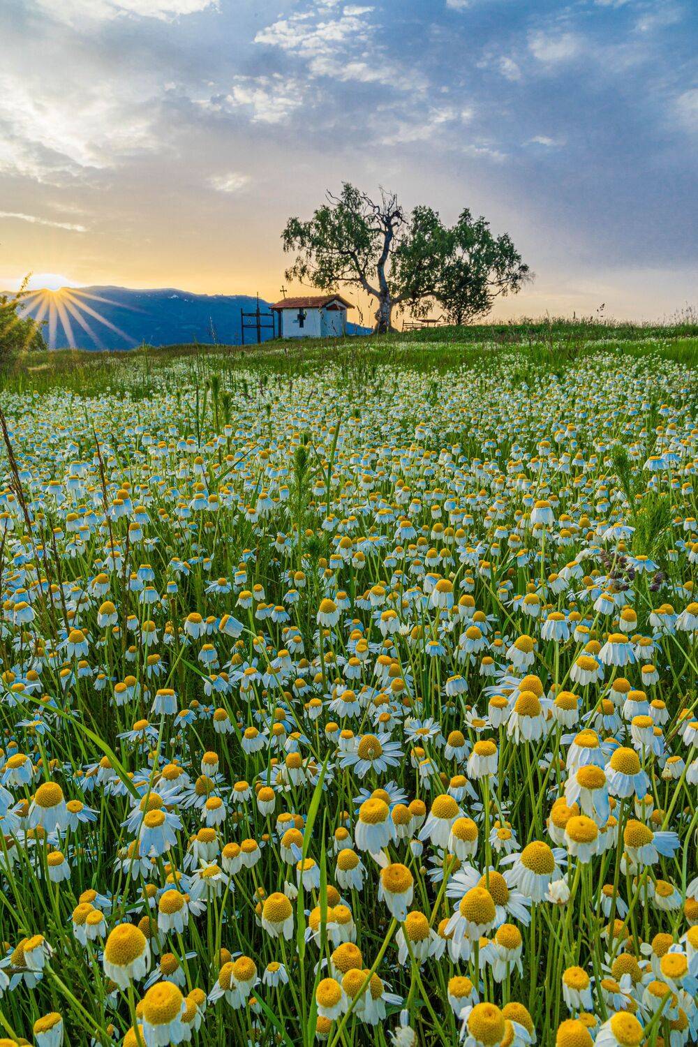 landscape,vertical,nature, viktor demidov