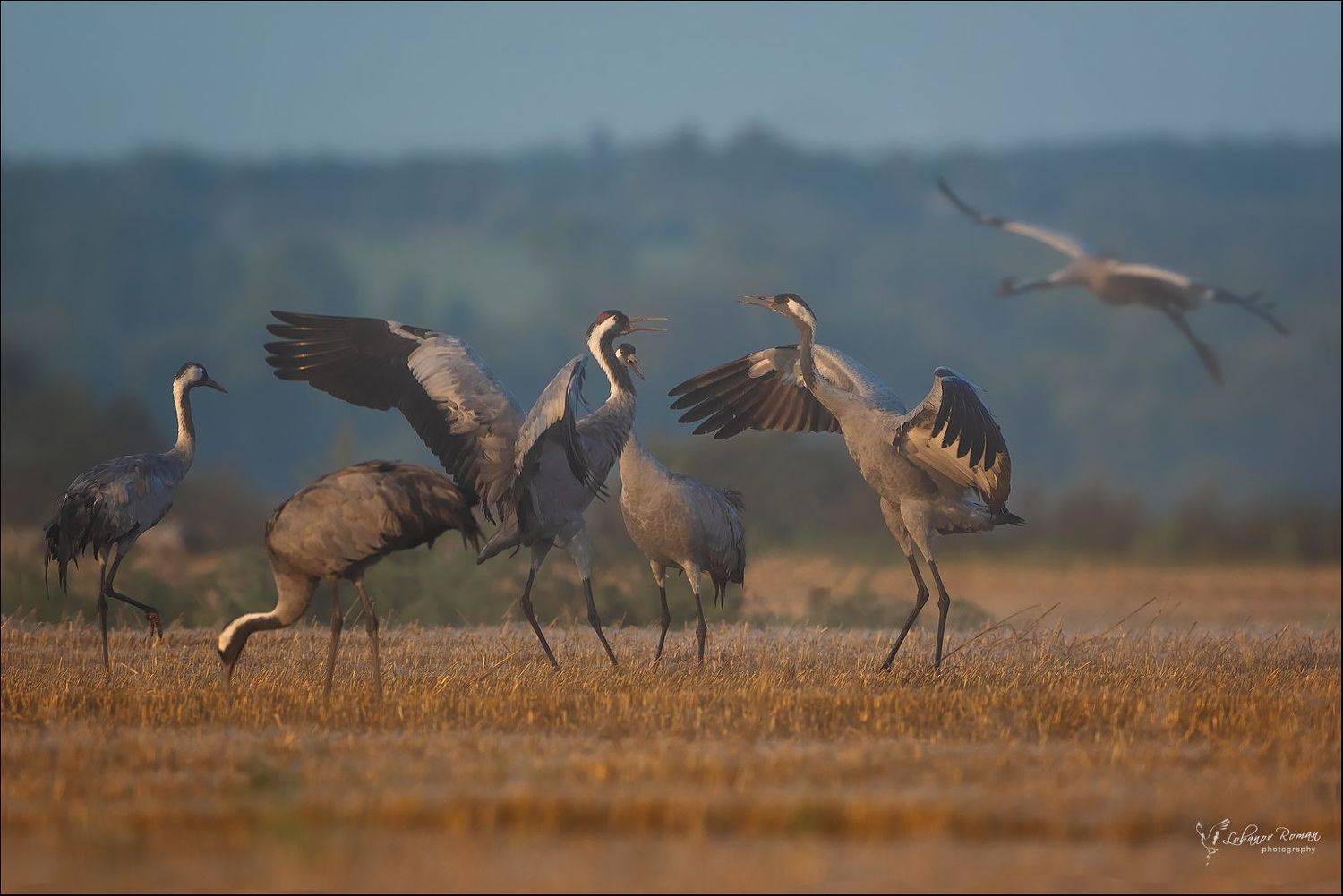 серый, эуравль, сергиев, посад, пересвет, лобанов, Lobanov Roman