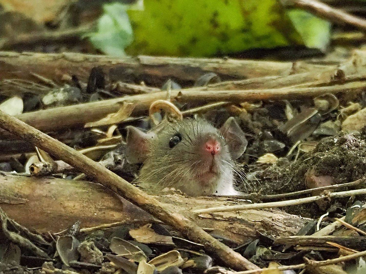 , Сергей Духанин