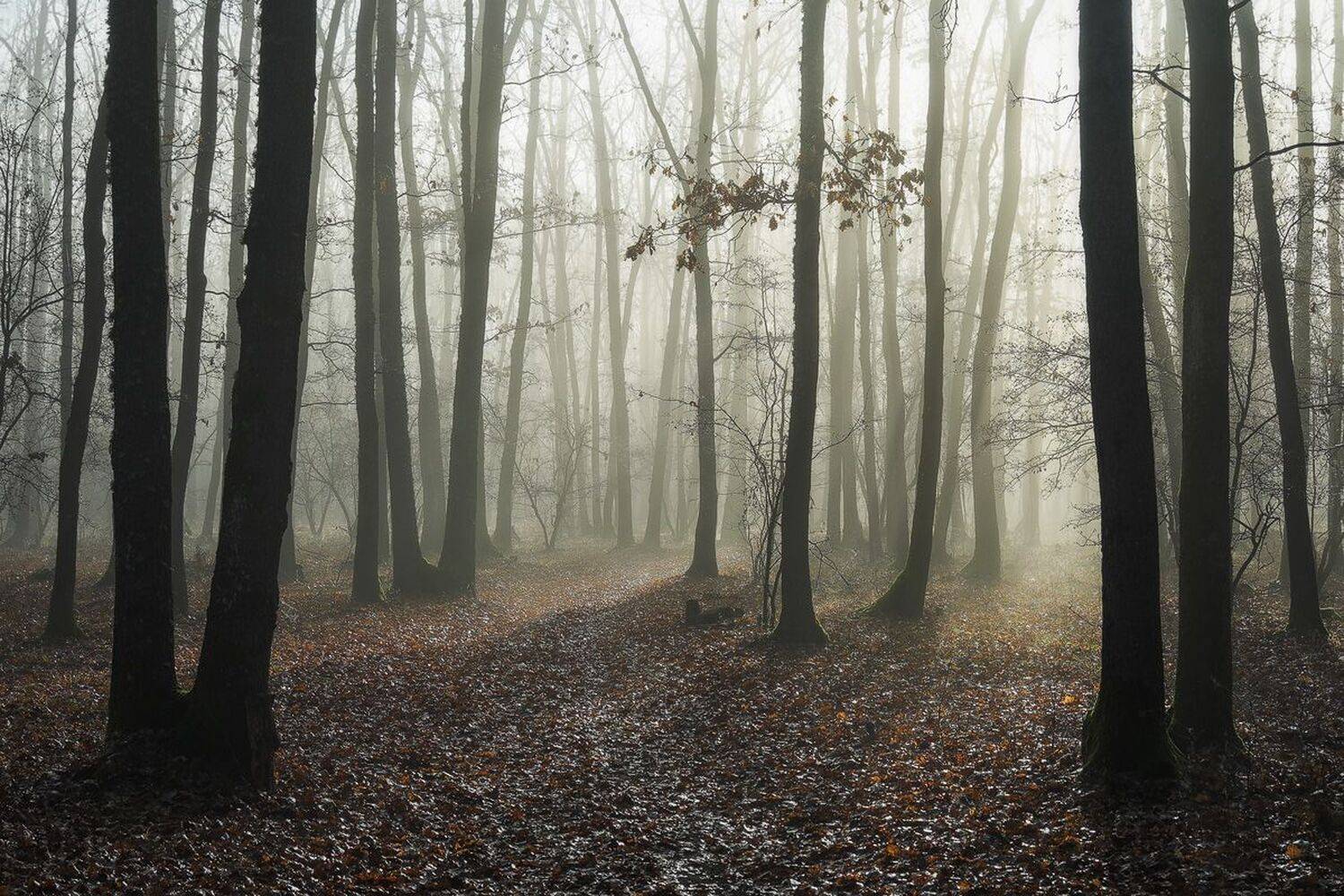 , Stefan Chirobocea