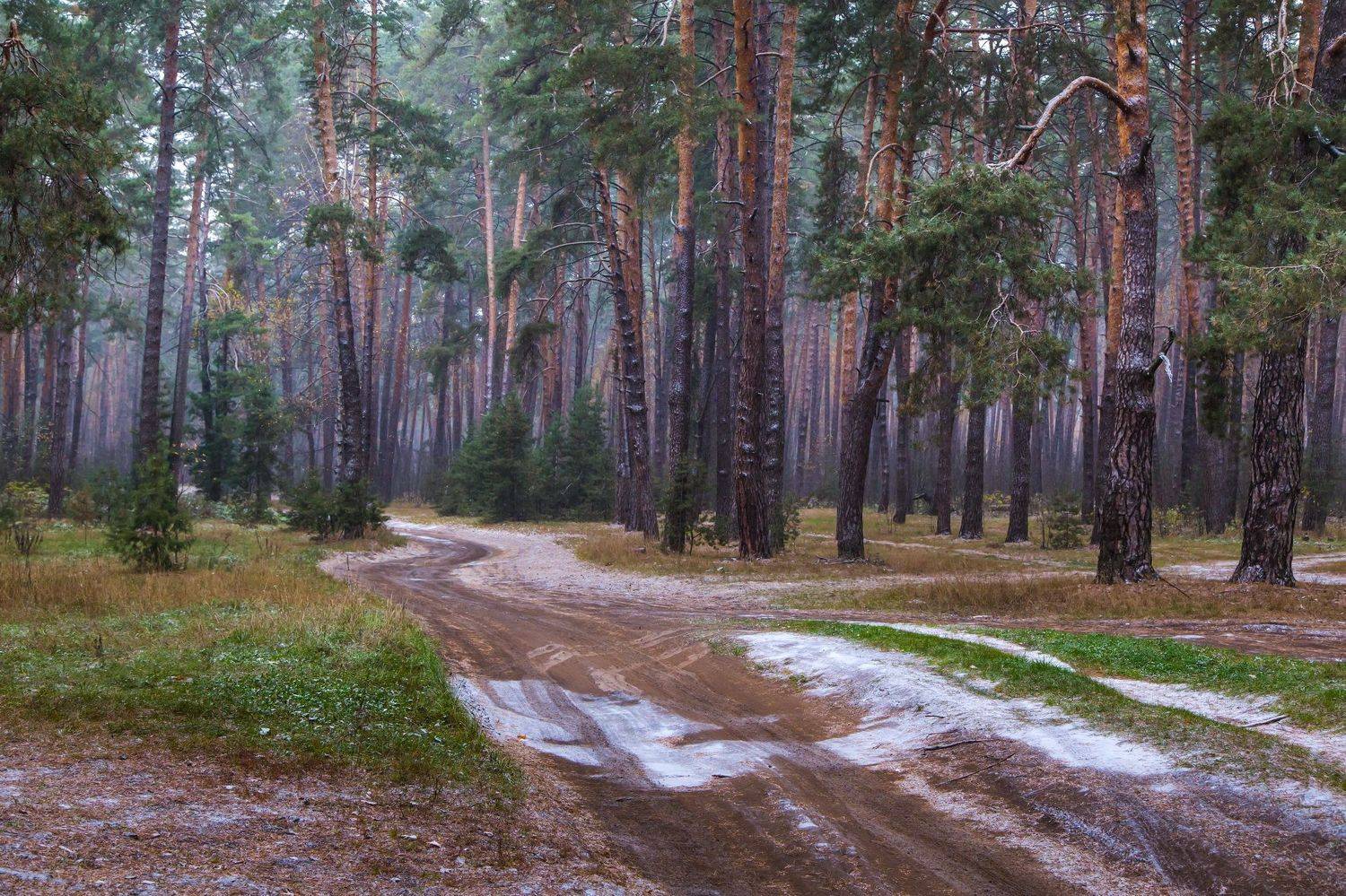 пороша, дорога, пейзаж. бор. сосны, Юрий Морозов