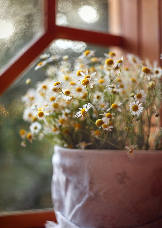 летние зарисовки,букет ромашек,жизнь, солнечное настроение, философия жизни,гелиос 44-3 любимые ромашки фото превью