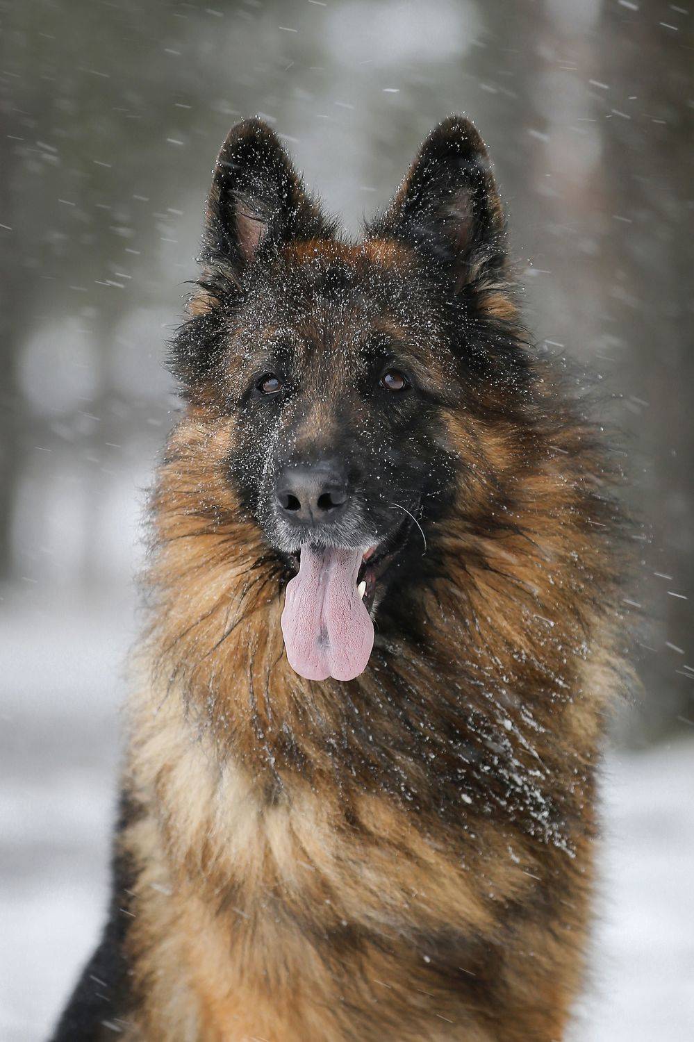 , Андрей Ершов