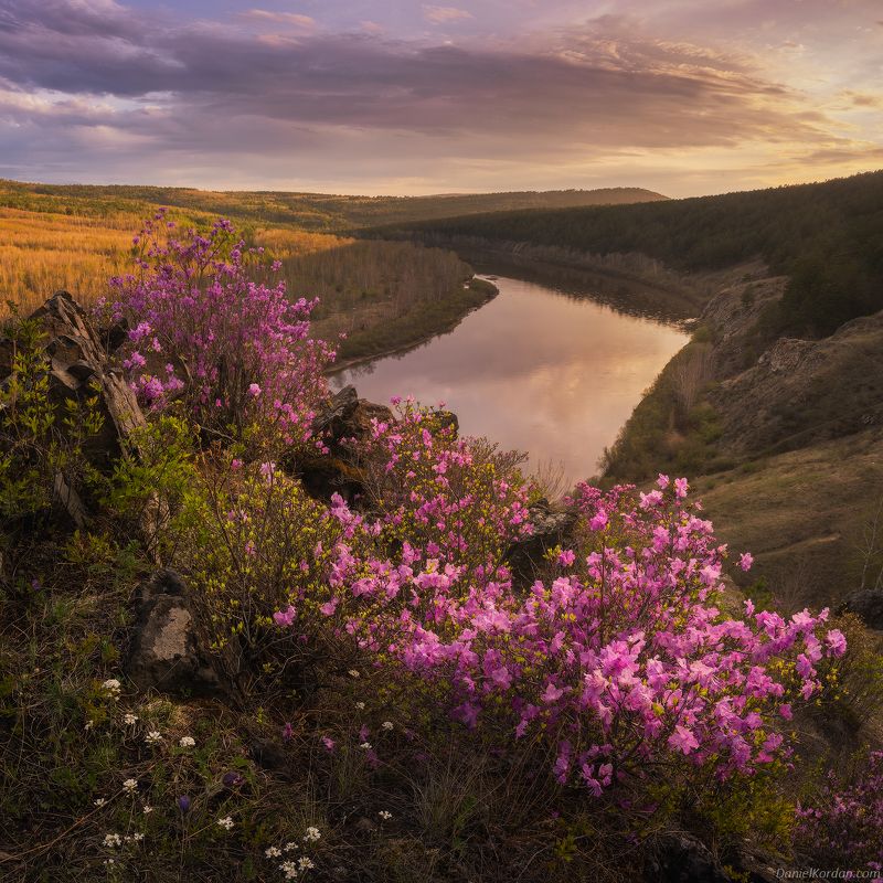 Цветение Багульника