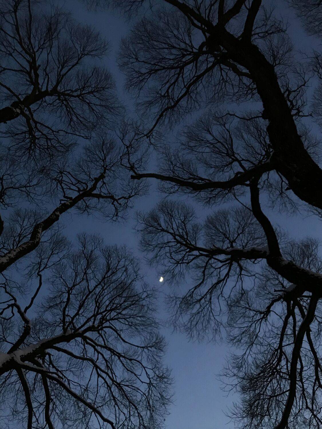 луна, деревья, путь, Мартыненко Дмитрий