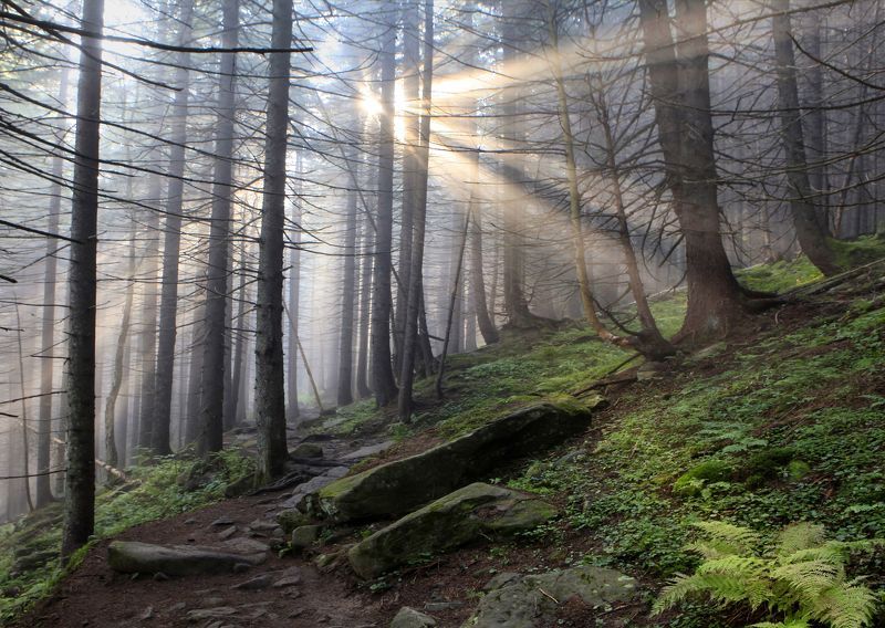 Навстречу солнцу фото превью