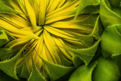 Before Bloom