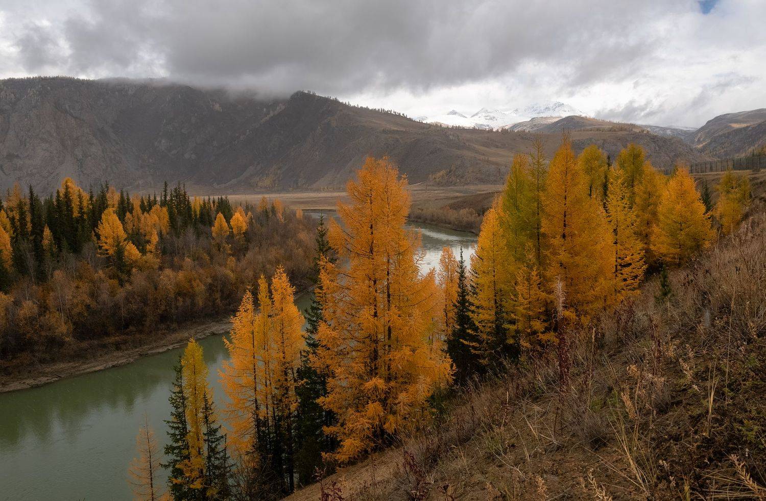 осенняя  чуя., непогода, пасмурно, осень, лиственницы., Марина Фомина
