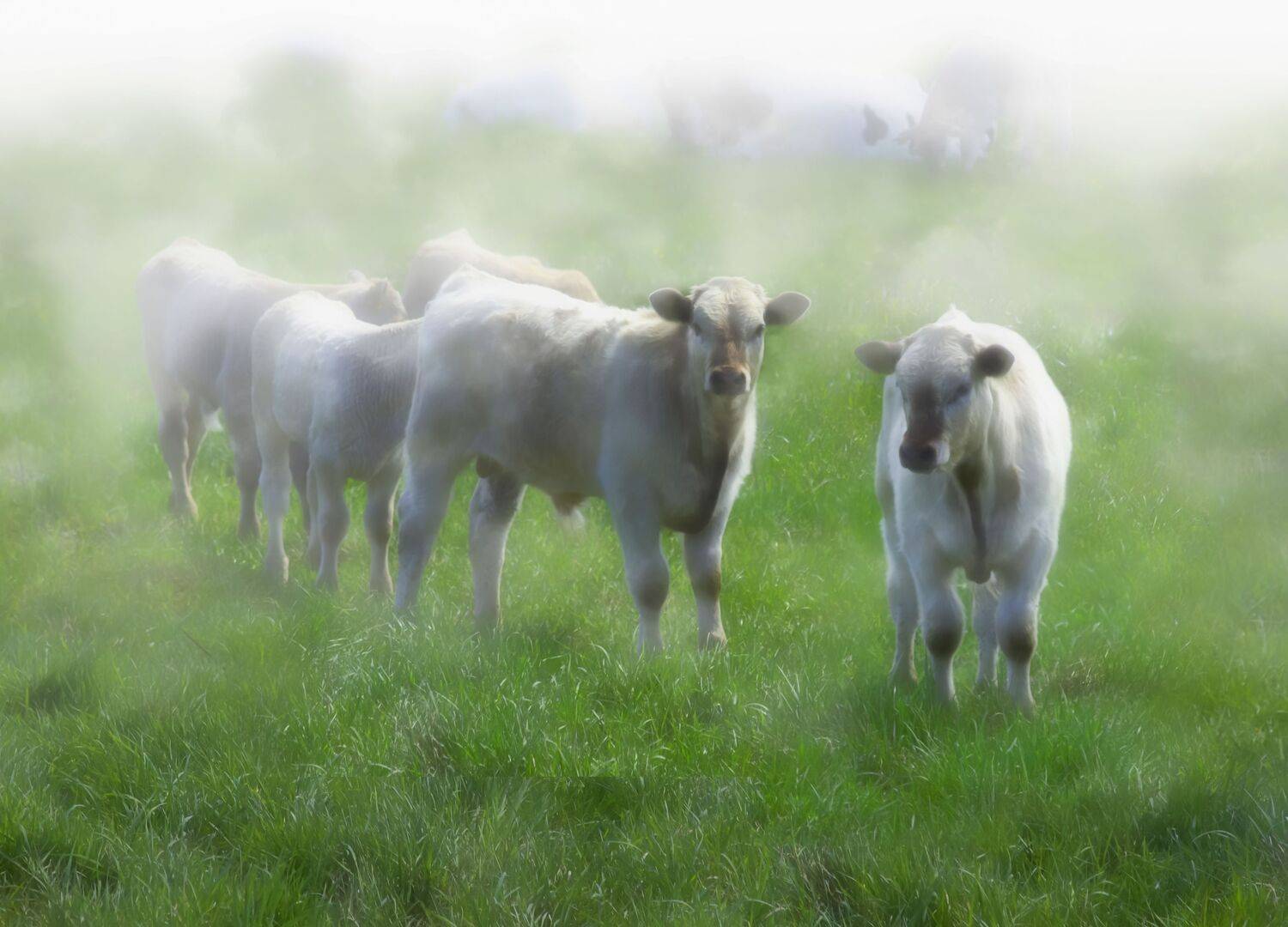 summer landscapes, animals, cows, nature, pastures, rural pastoral, idyll,, DZINTRA REGINA JANSONE