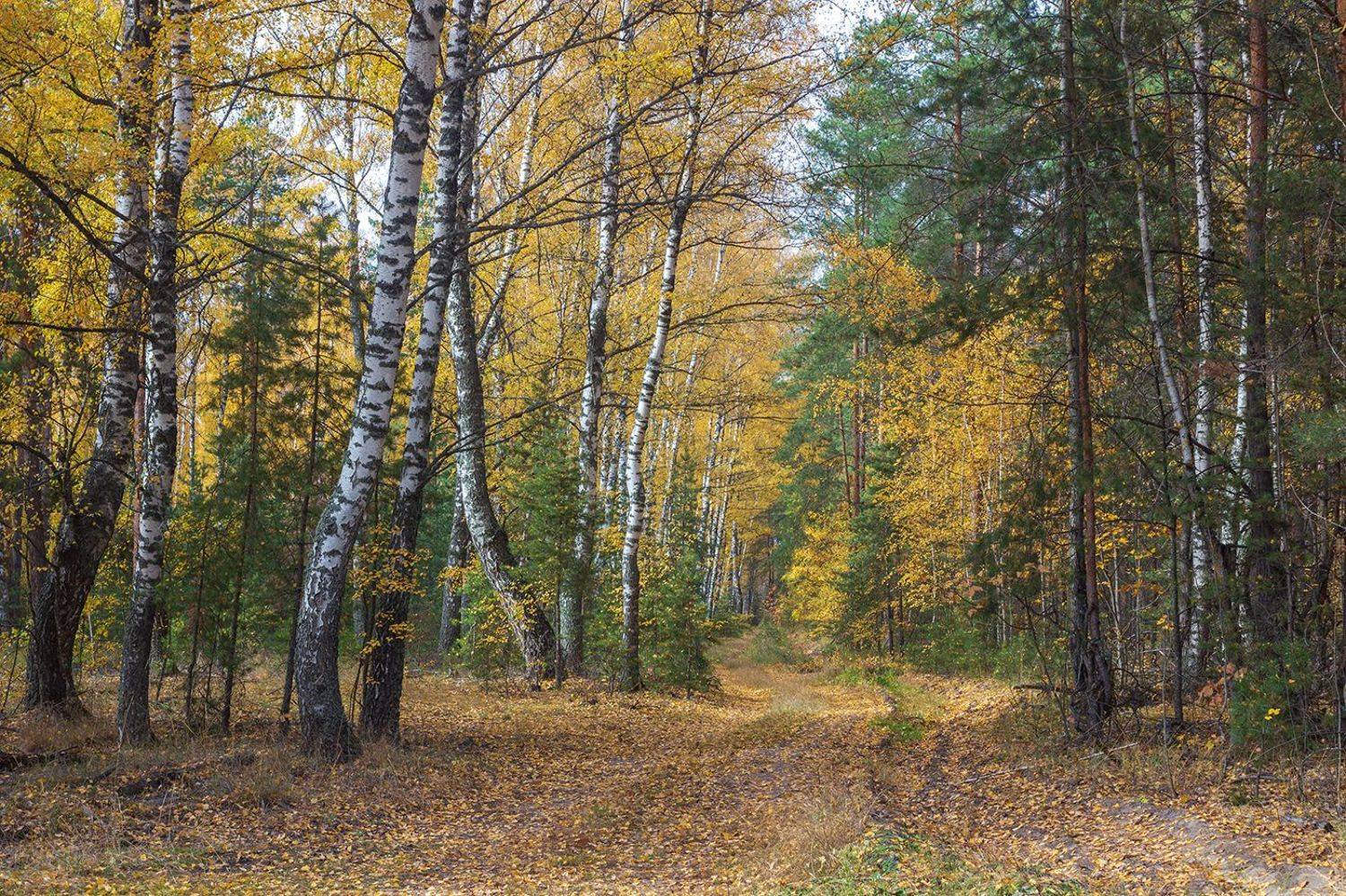 осень, октябрь, Руслан Востриков