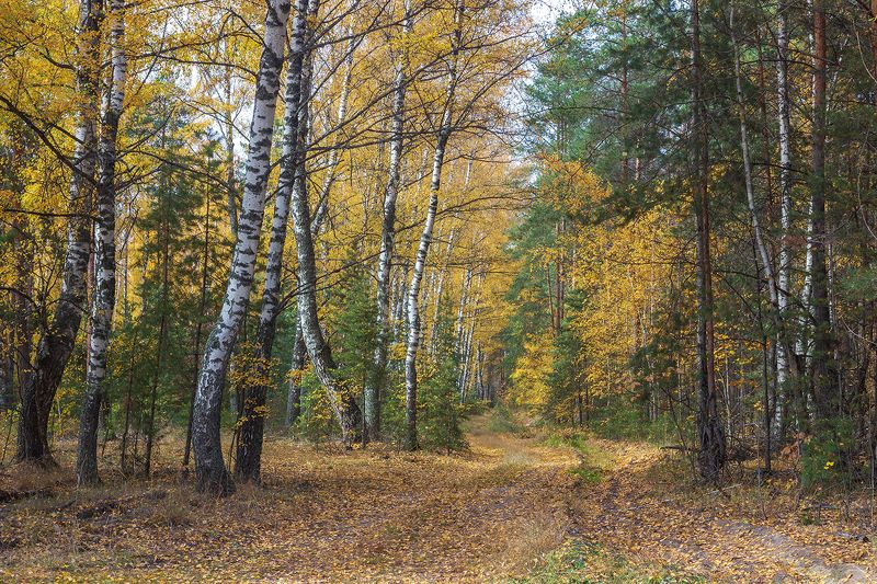осень, октябрь  фото превью