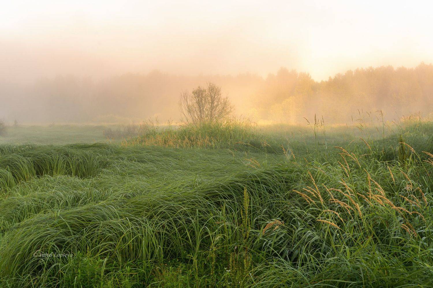 , Юлия Лаптева