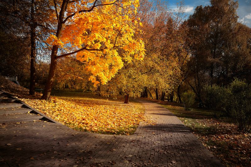 Желтое дерево.. фото превью
