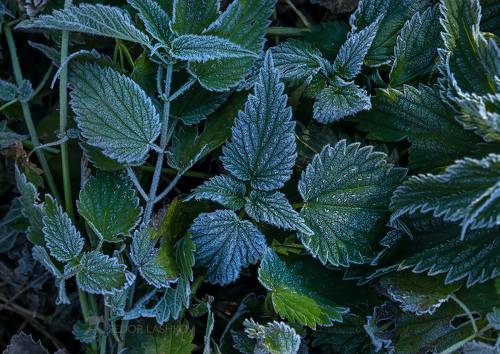 Иней на траве.