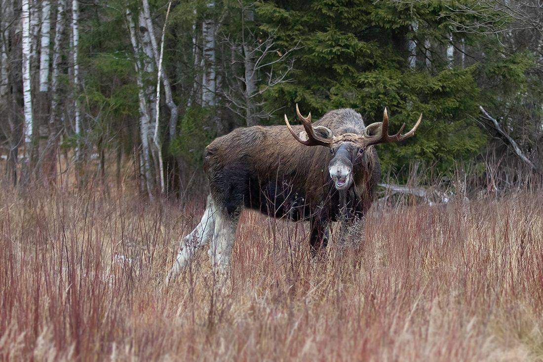 лось, самец, лес, гон , Наталия Сытина