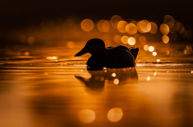bird, birds, shadows, sunrise, golden hour, wildlife, duck, water, silhoeutte Golden shadows фото превью