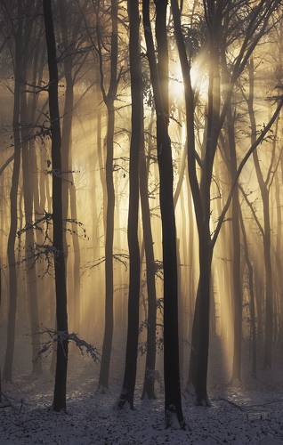 Into the Light