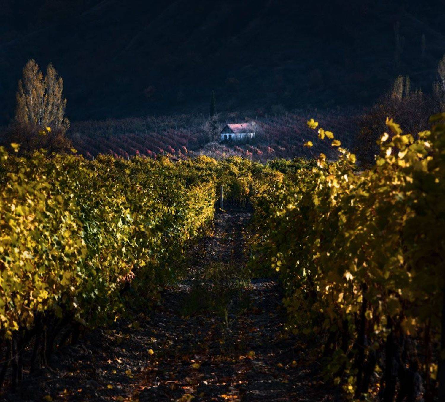 , Андрей Гусаченко