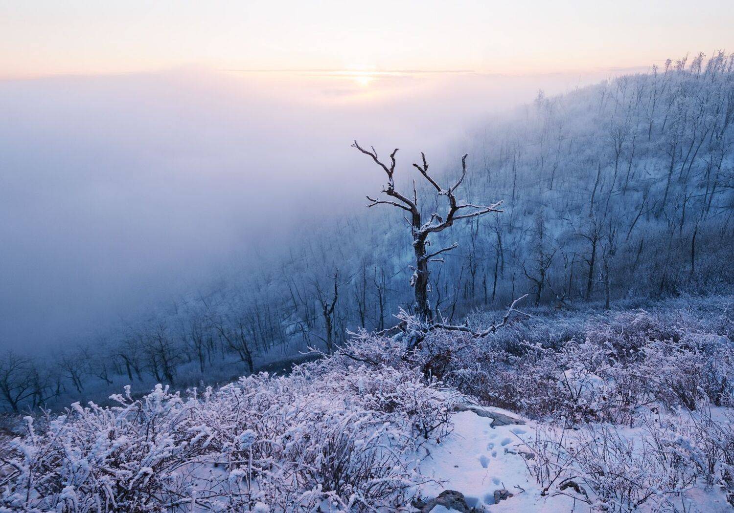 , Алексей Проняхин