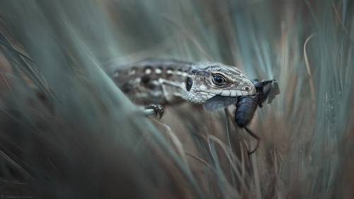 Тихая охота