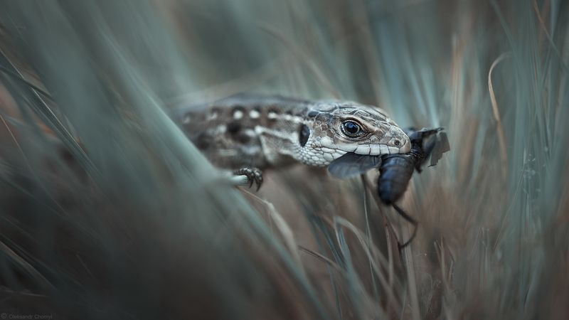 ящерица, рептилия, весна, макро, макро мир, макро истории, Тихая охота фото превью