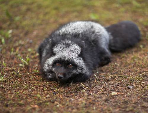 Лиса на охоте