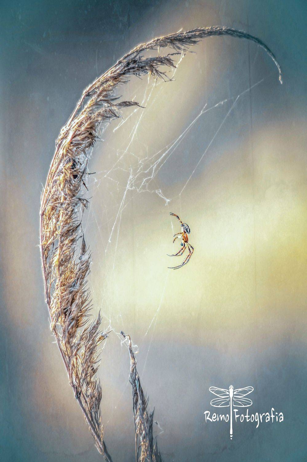 , Nowakowski Remigiusz