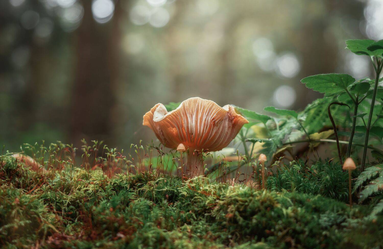 , Мозжухин Максим