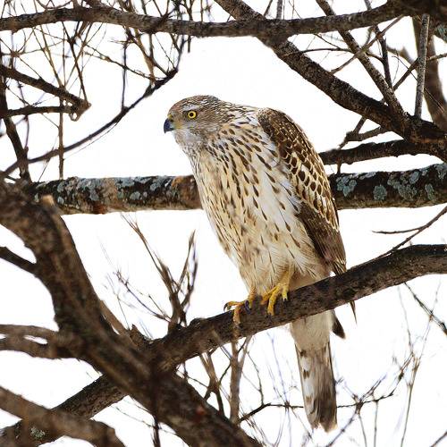 Птичий волк.