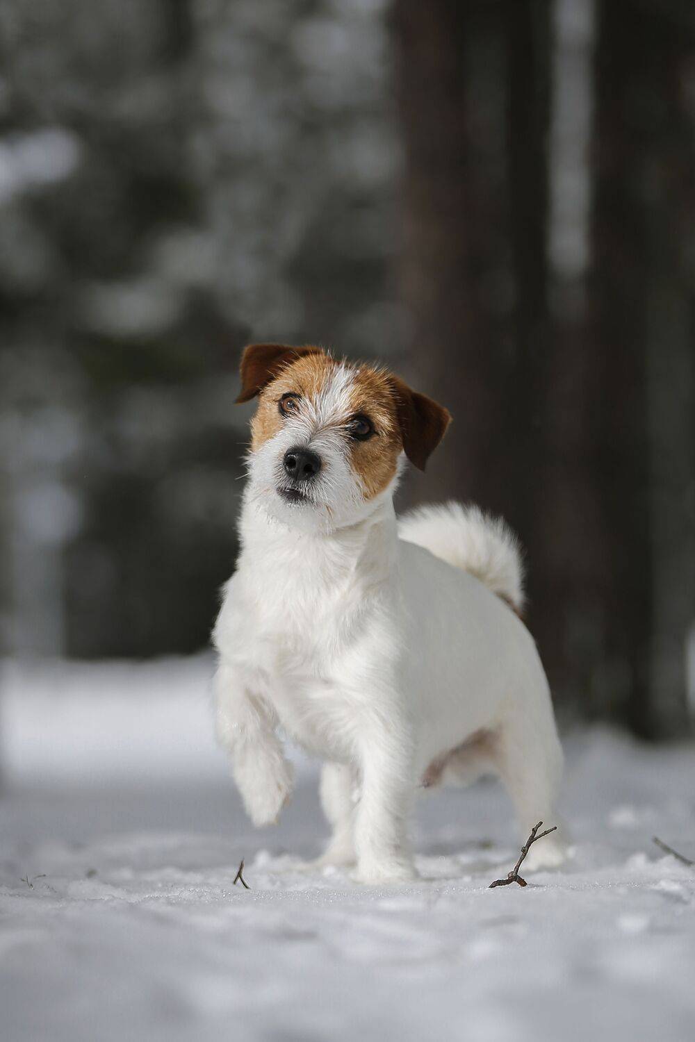 , Андрей Ершов